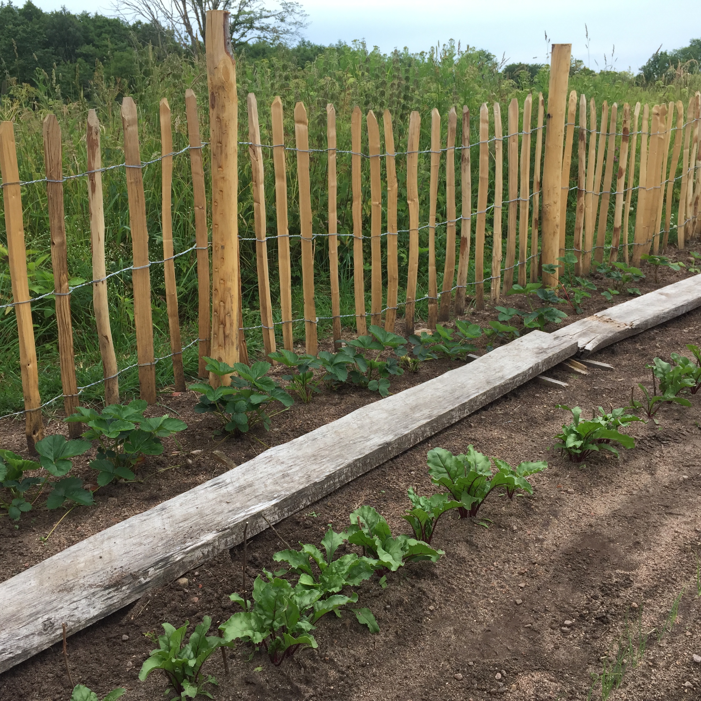 Kastanjestolpe, längd 160 cm – Ø 8–10 cm, skalad och spetsad