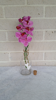 Glasflaska/kork, klar, 8x18xm