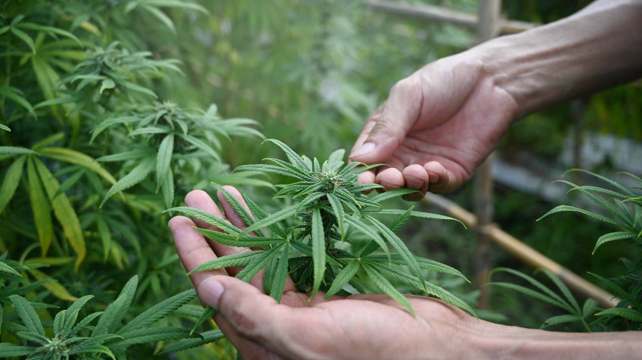 Forskel-pa-hampolie-og-cbd-olie?