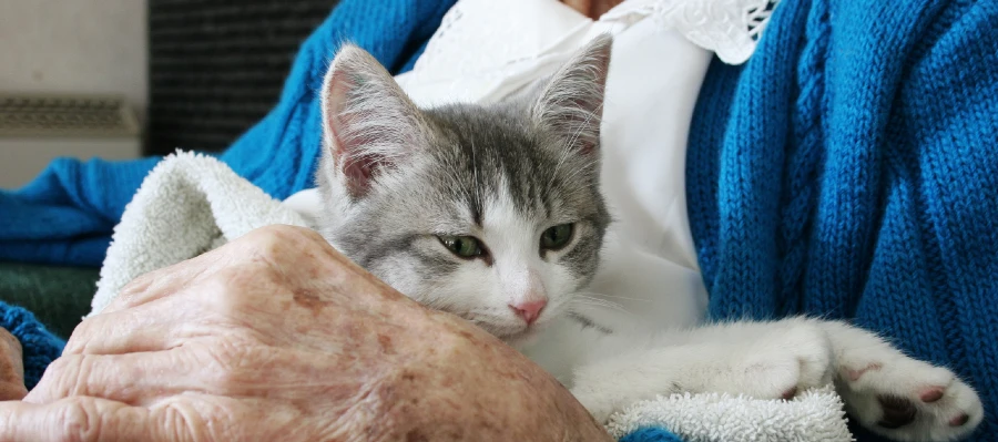 Digitala terapidjur katt