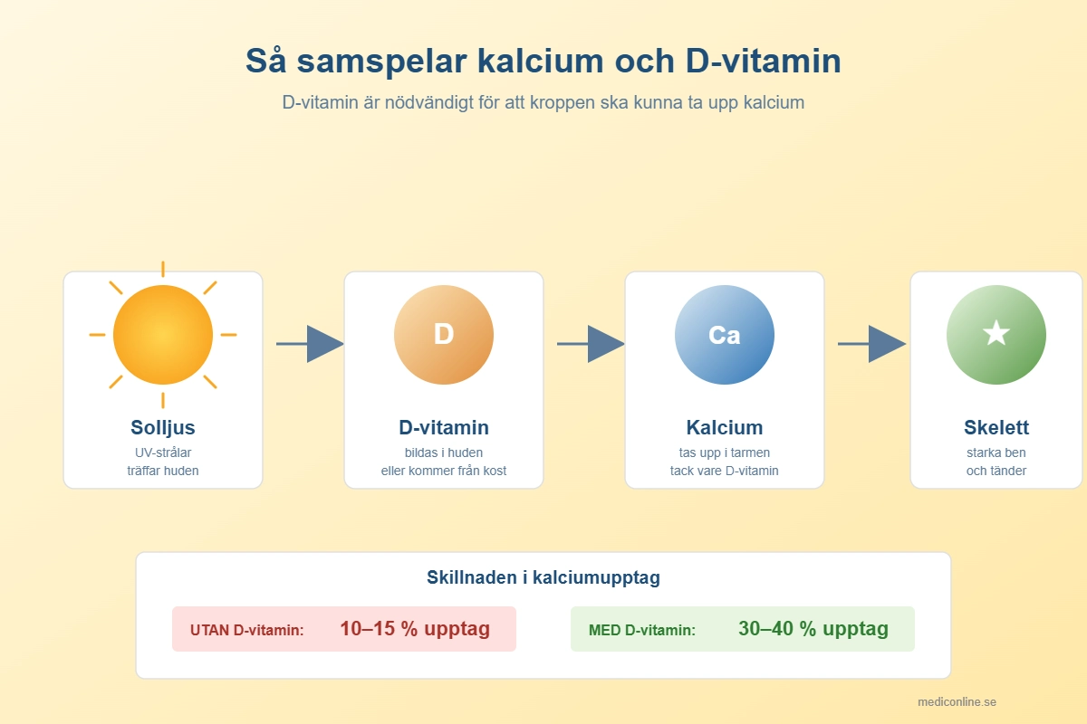Diagram som visar hur D-vitamin hjälper kroppen att ta upp kalcium