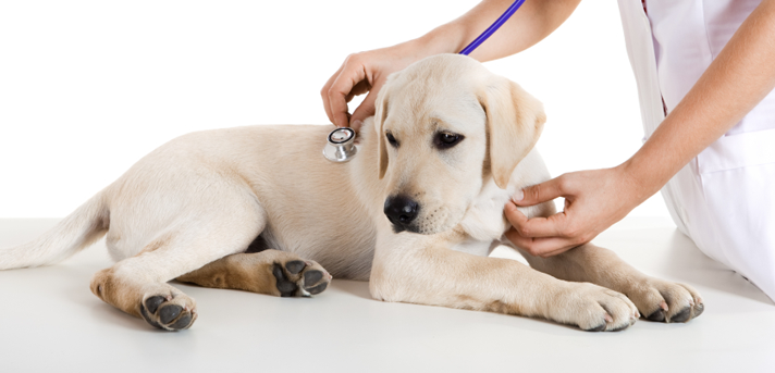 HUDVETERINÄR  