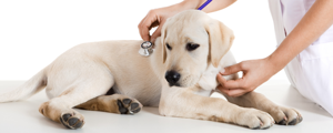 HUDVETERINÄR