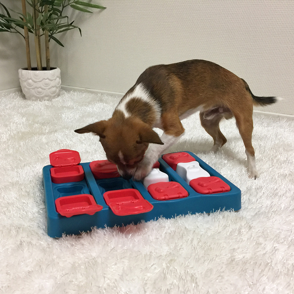 Dog Getting Treats from His Brick Puzzle Toy 