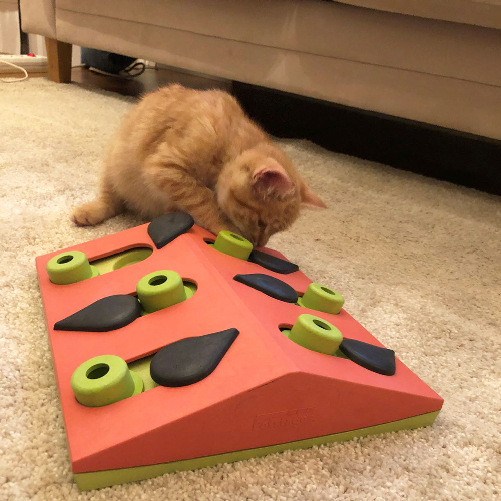 Petstages Melon Madness Puzzle & Play Cat Game, Pink, One-Size 