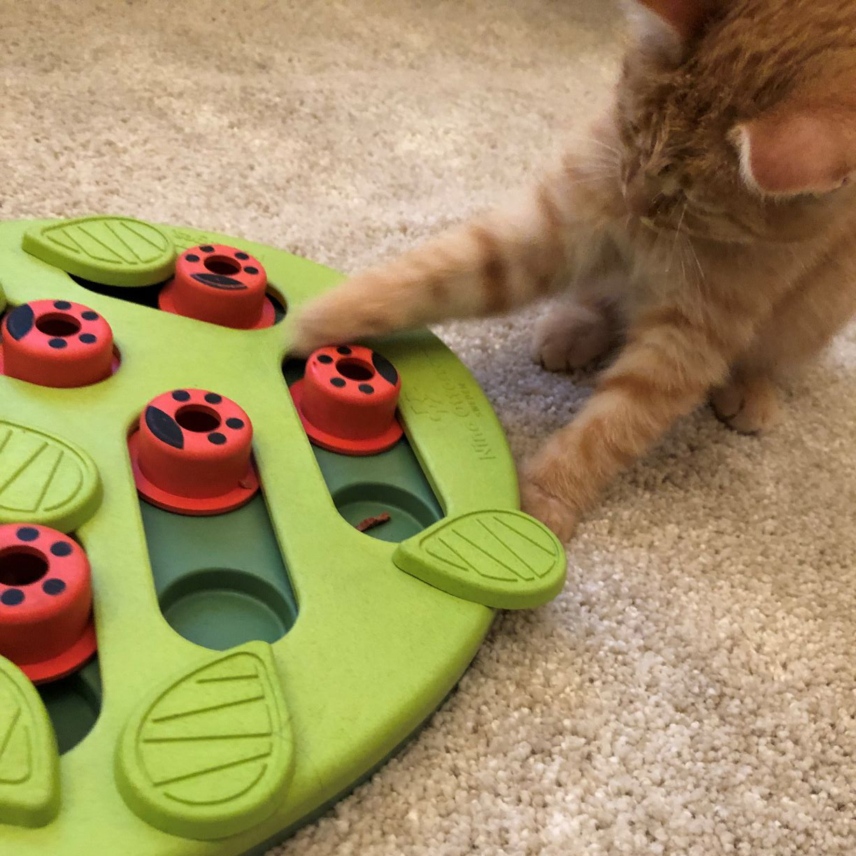 Buggin' Out Interactive Cat Puzzle (by Nina Ottosson) – FOR THE CATTOS