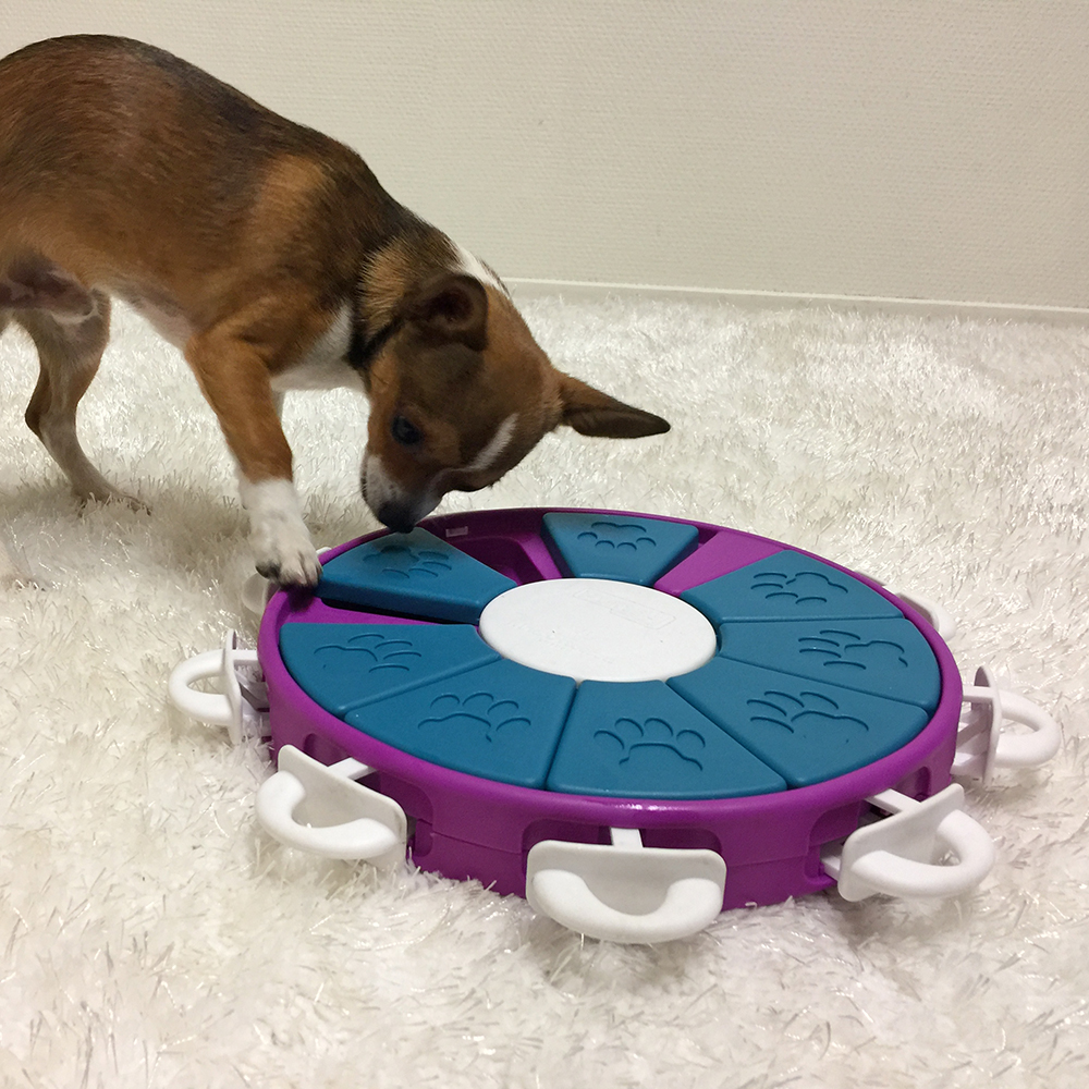 Dog Activity Game Twister