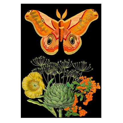 Double Card  Orange Moth