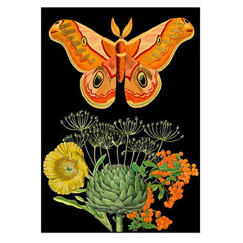 Double Card  Orange Moth