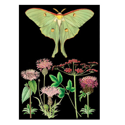 Double Card Green Moth