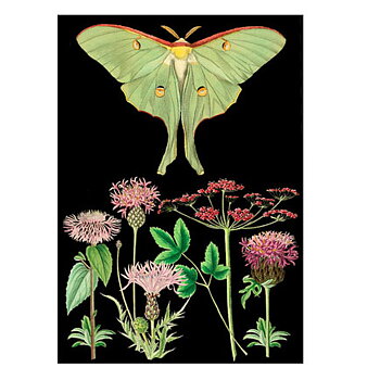 Double Card Green Moth