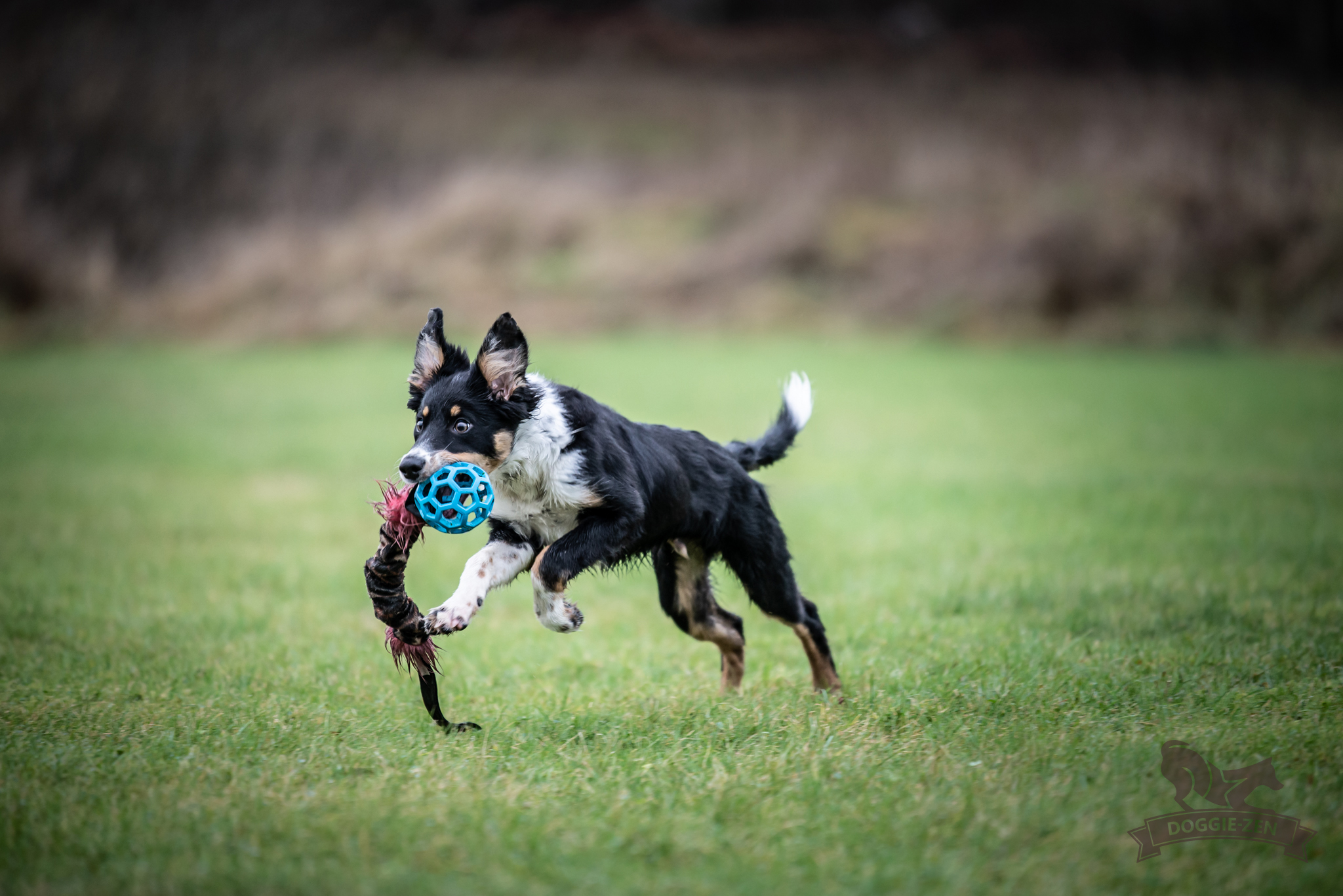 Bungee Hol-ee Crinkle Tug L - 13