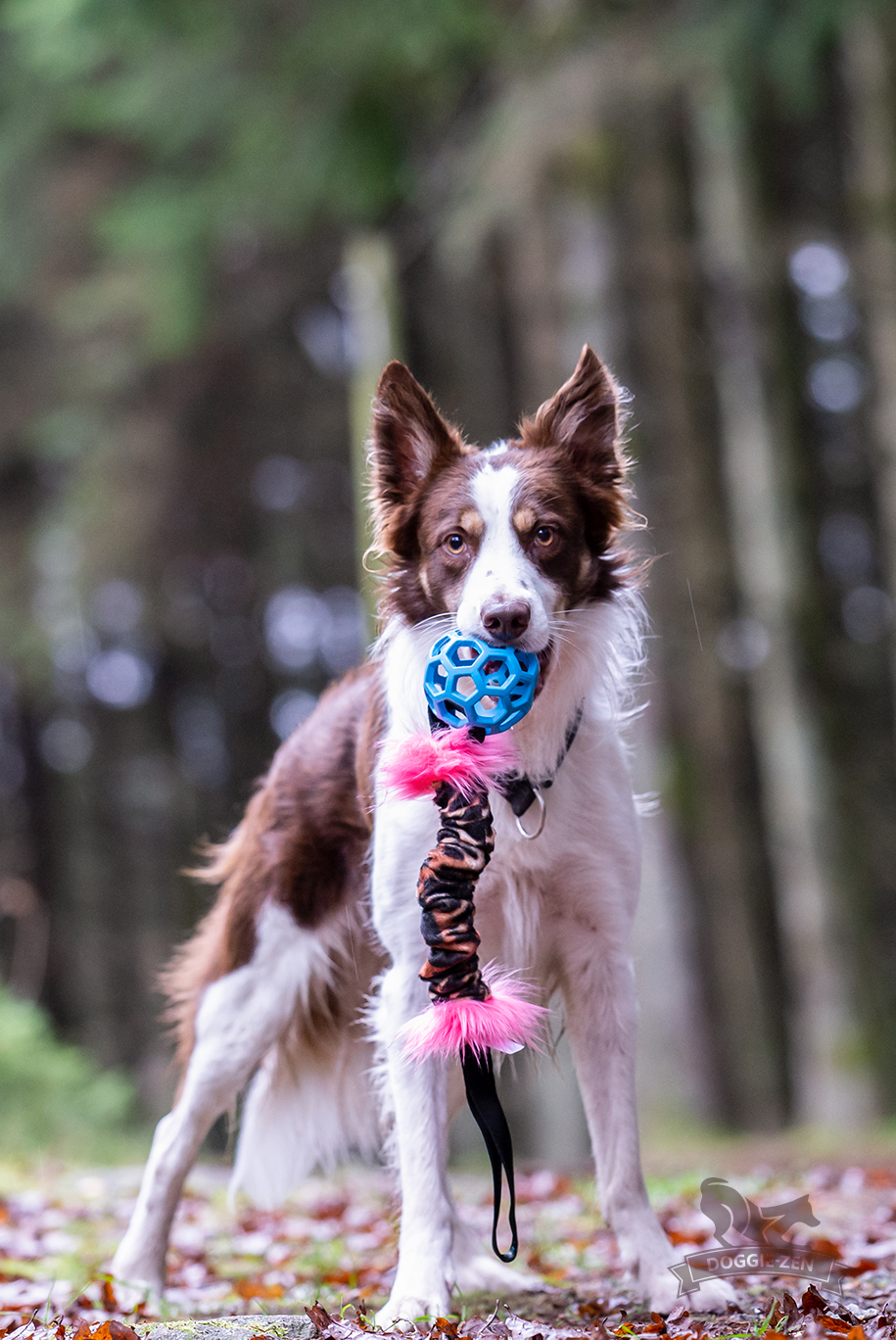 Bungee Hol-ee Crinkle Tug L - 2