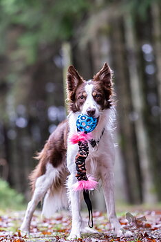 Bungee Hol-ee Crinkle Tug L