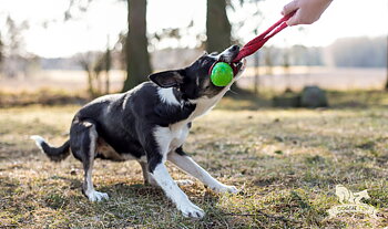Bungee KONG Squeezz Pocket Tug