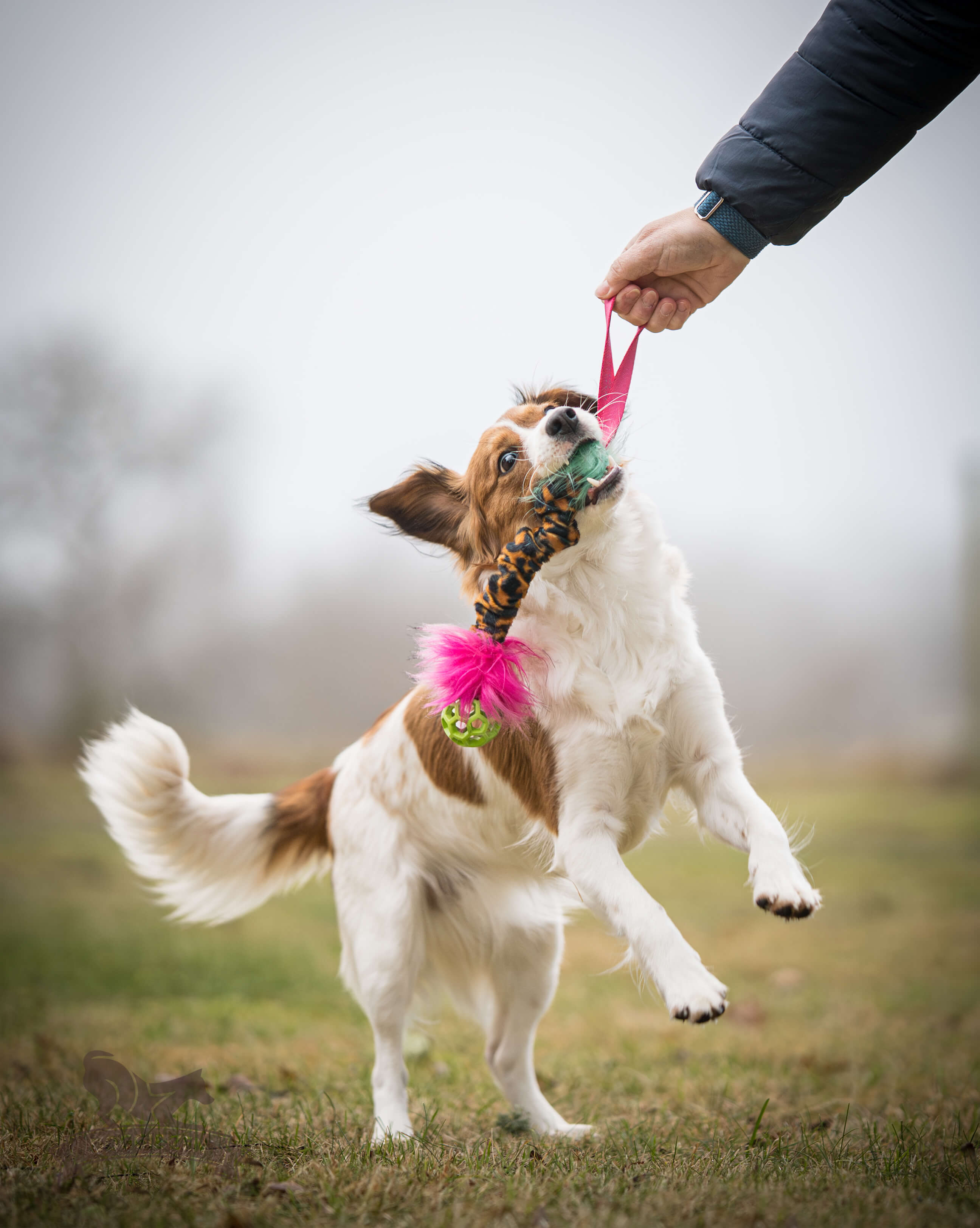 Bungee Hol-ee Crinkle Tug S - 7
