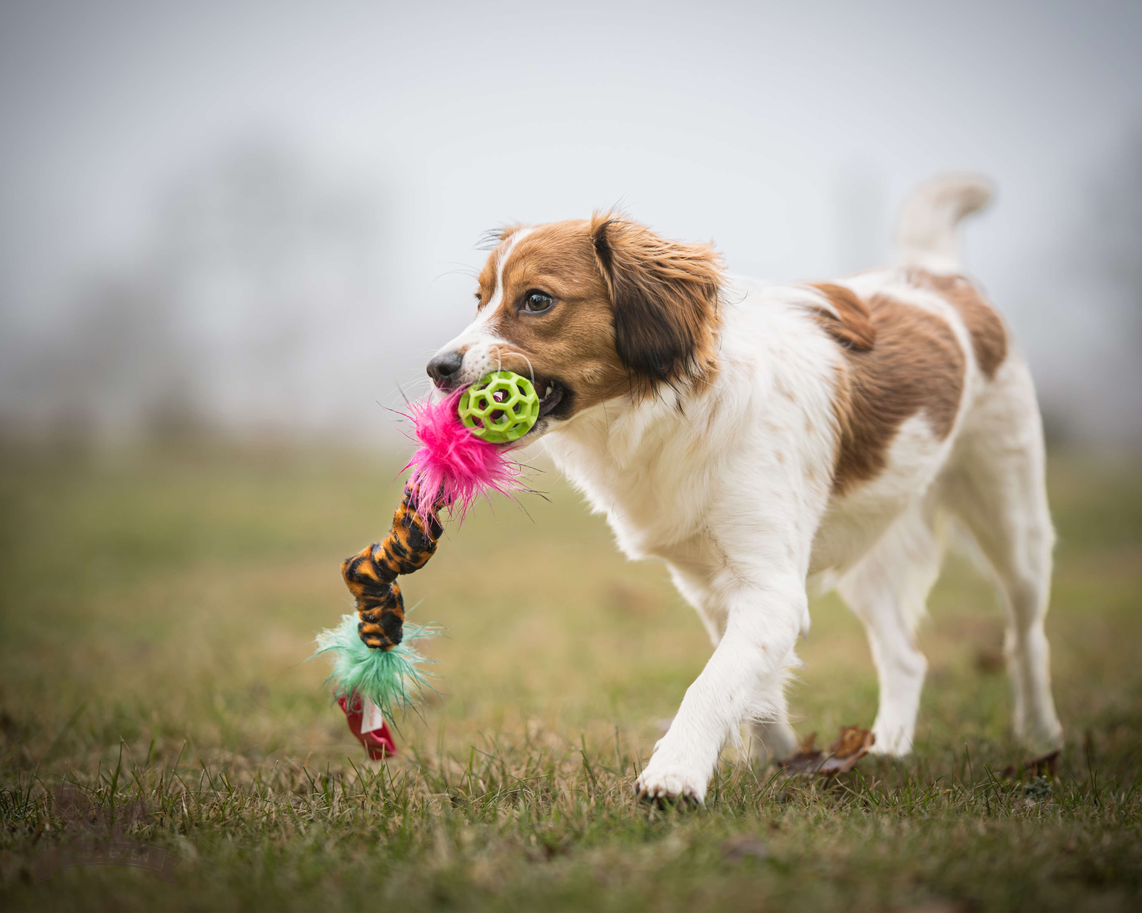 Bungee Hol-ee Crinkle Tug S - 8