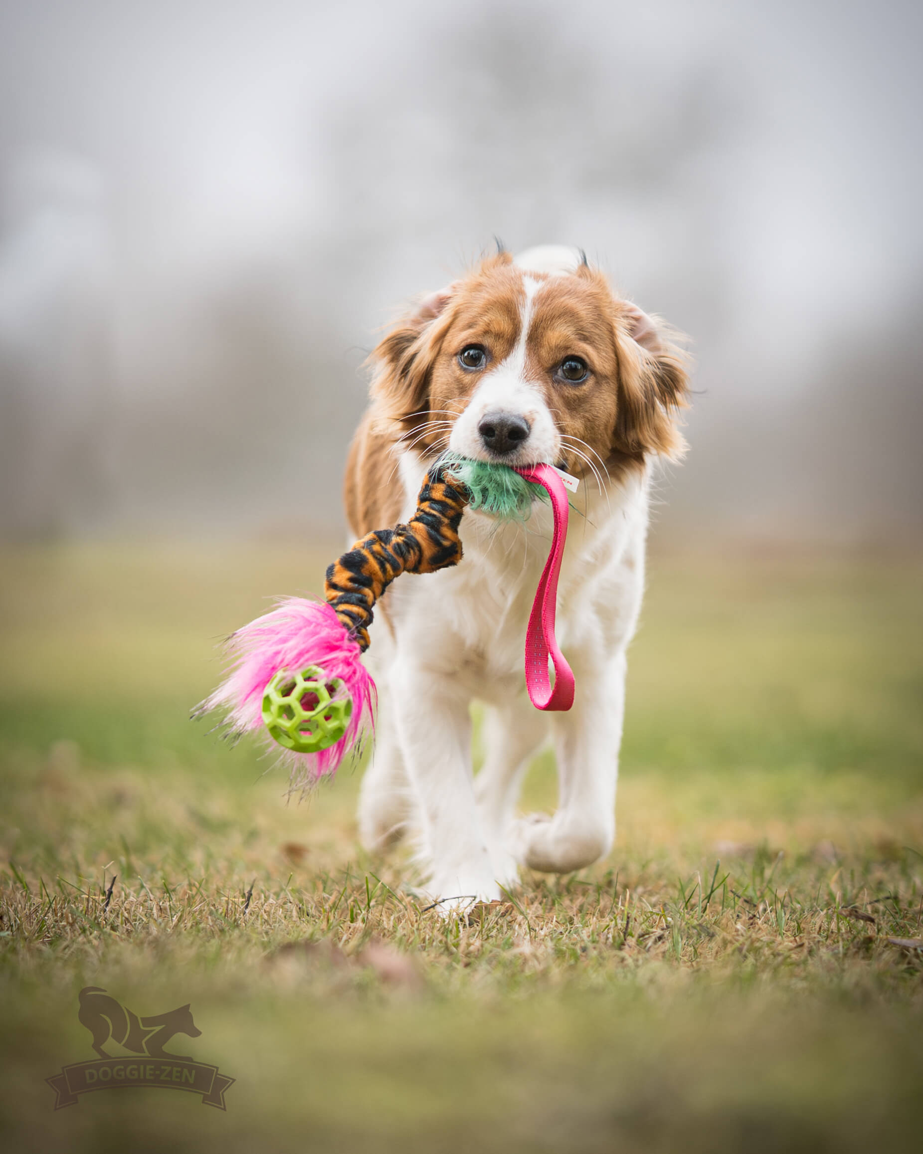Bungee Hol-ee Crinkle Tug S - 2