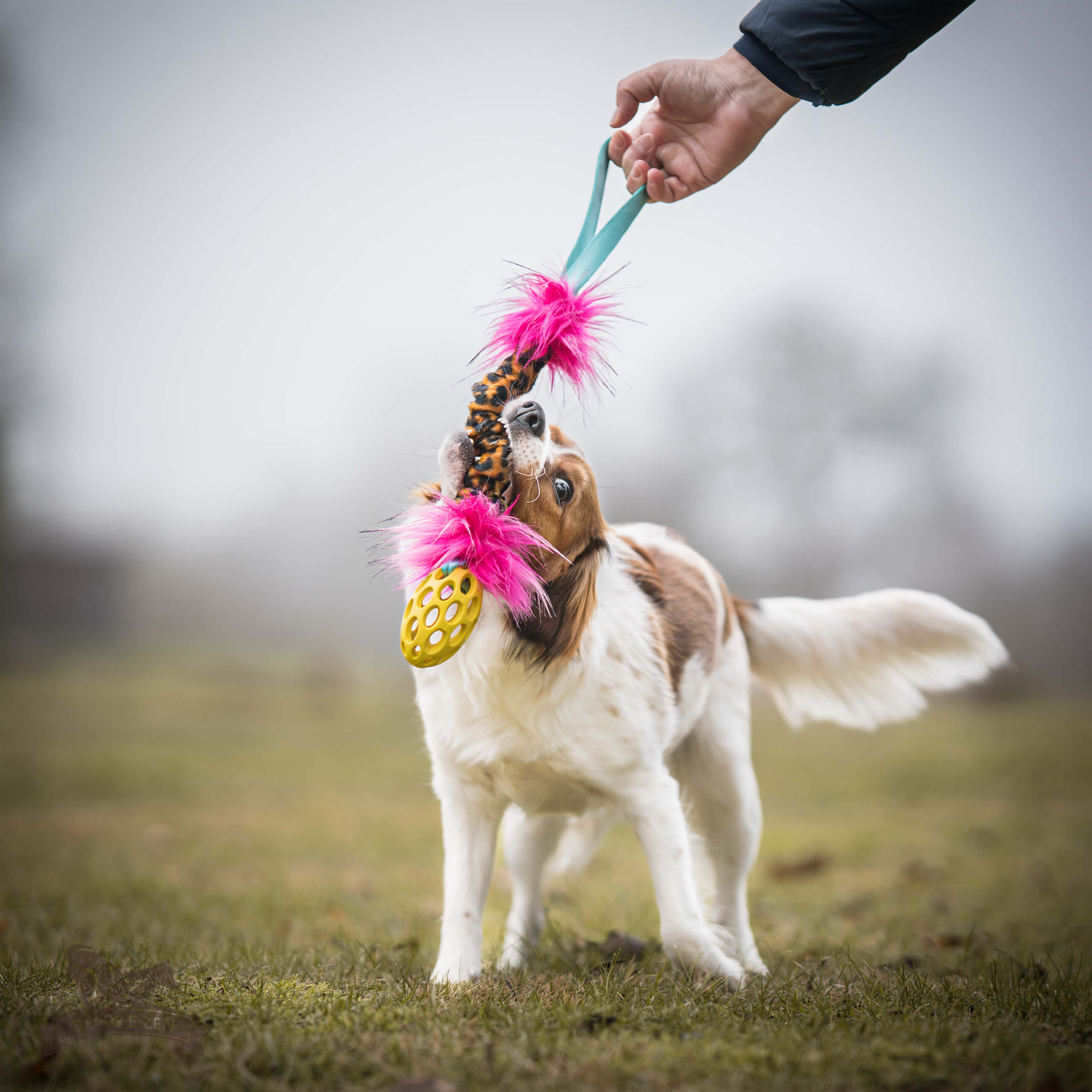 Bungee Hol-ee Crinkle Tug S - 3