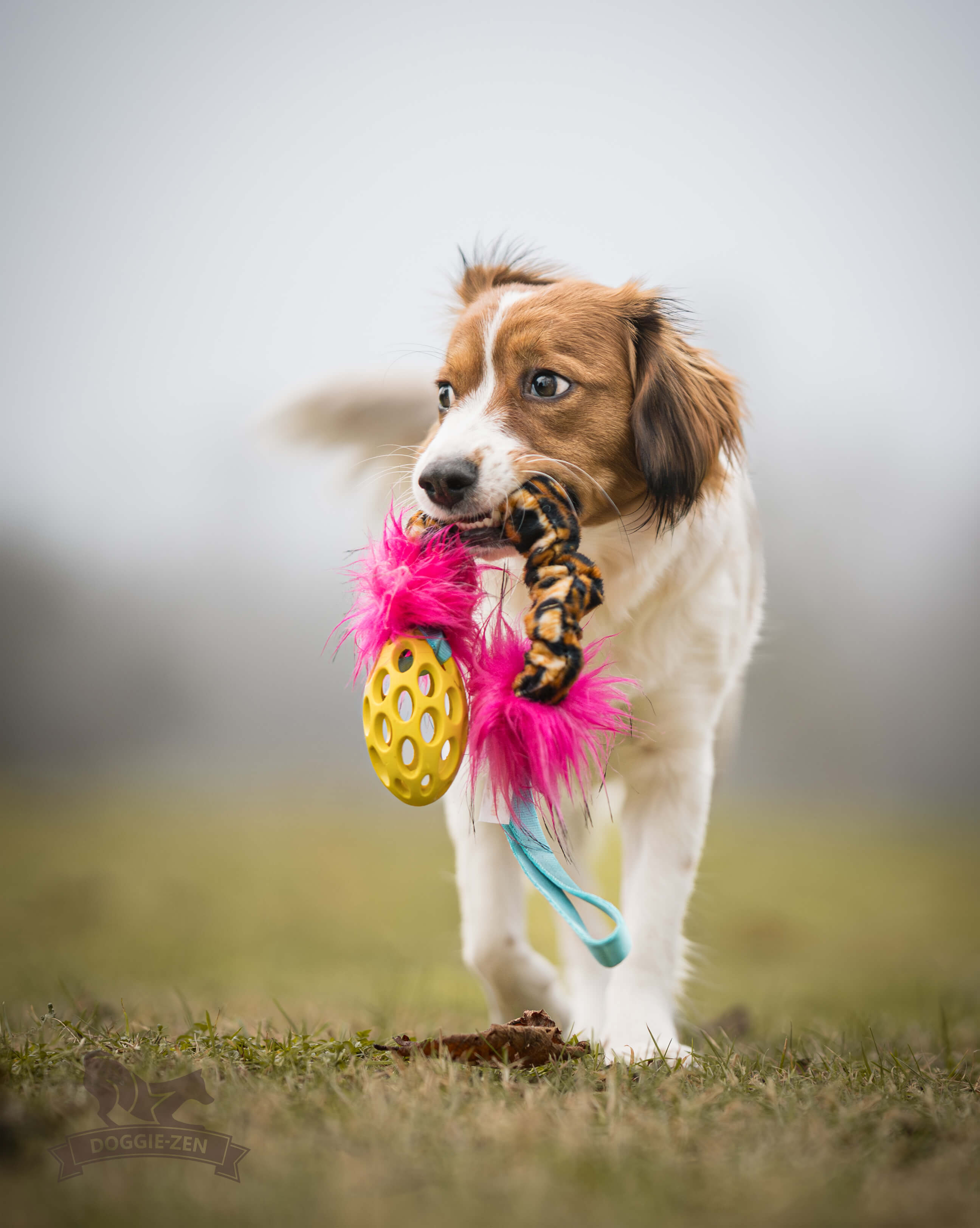 Bungee Hol-ee Crinkle Tug S