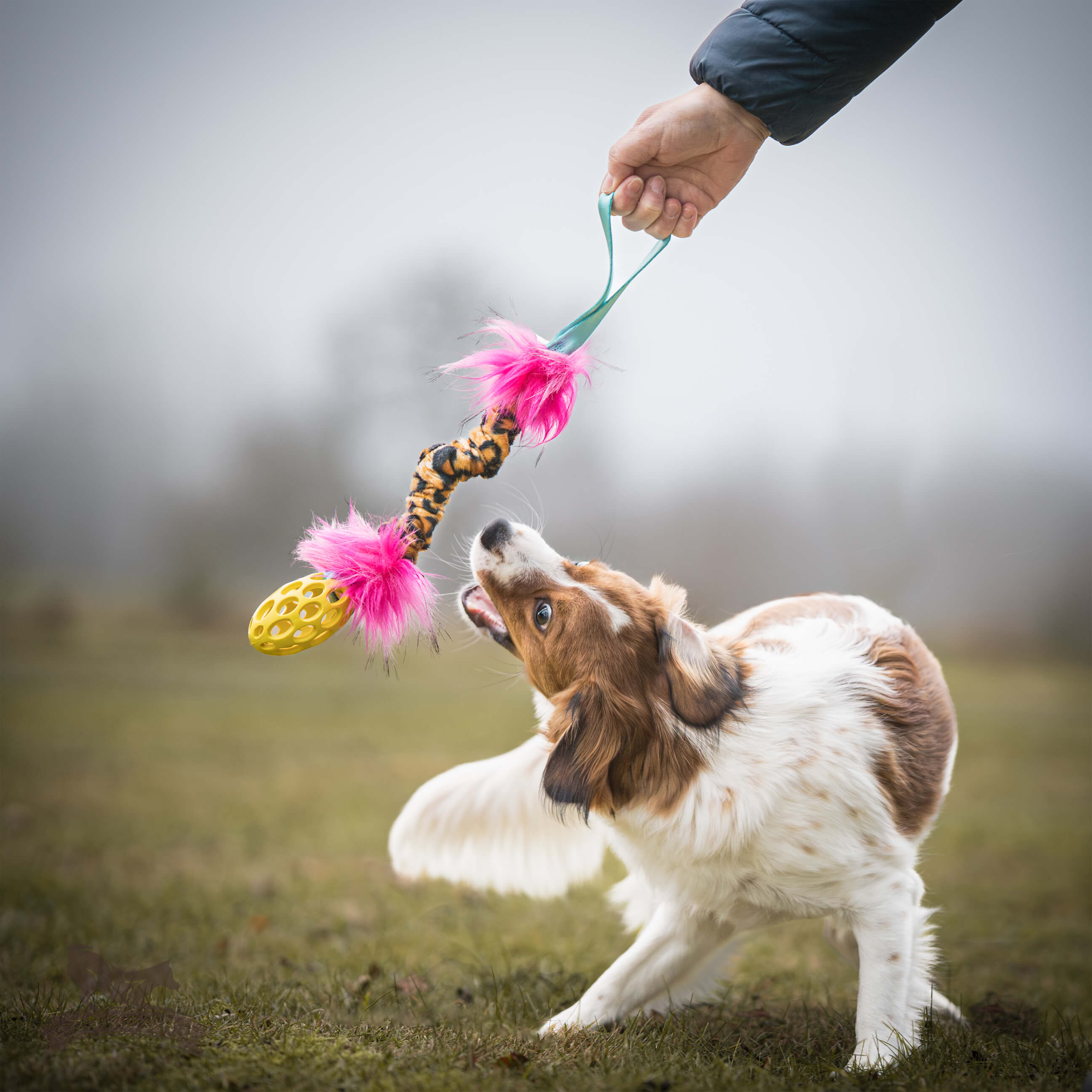 Bungee Hol-ee Crinkle Tug S - 6