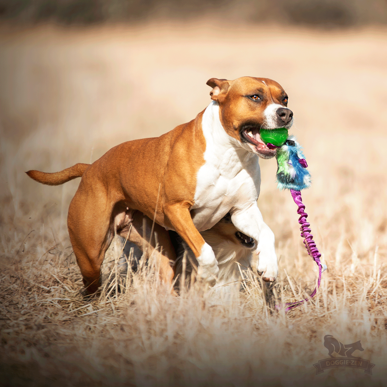 Bungee Treat Tug with KONG Squeezz Ball - 4