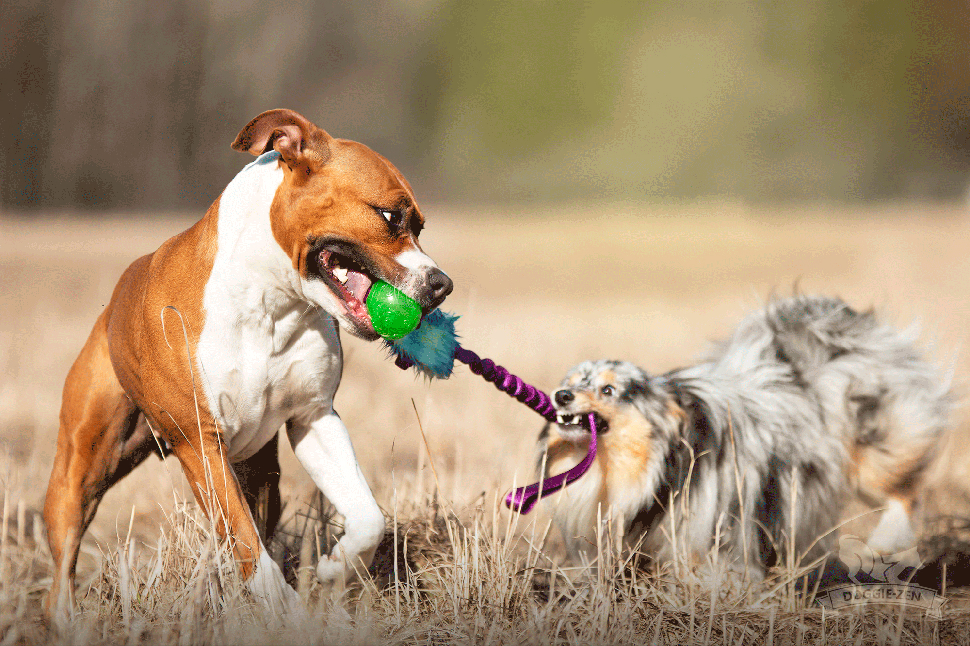 Bungee Treat Tug with KONG Squeezz Ball - 5
