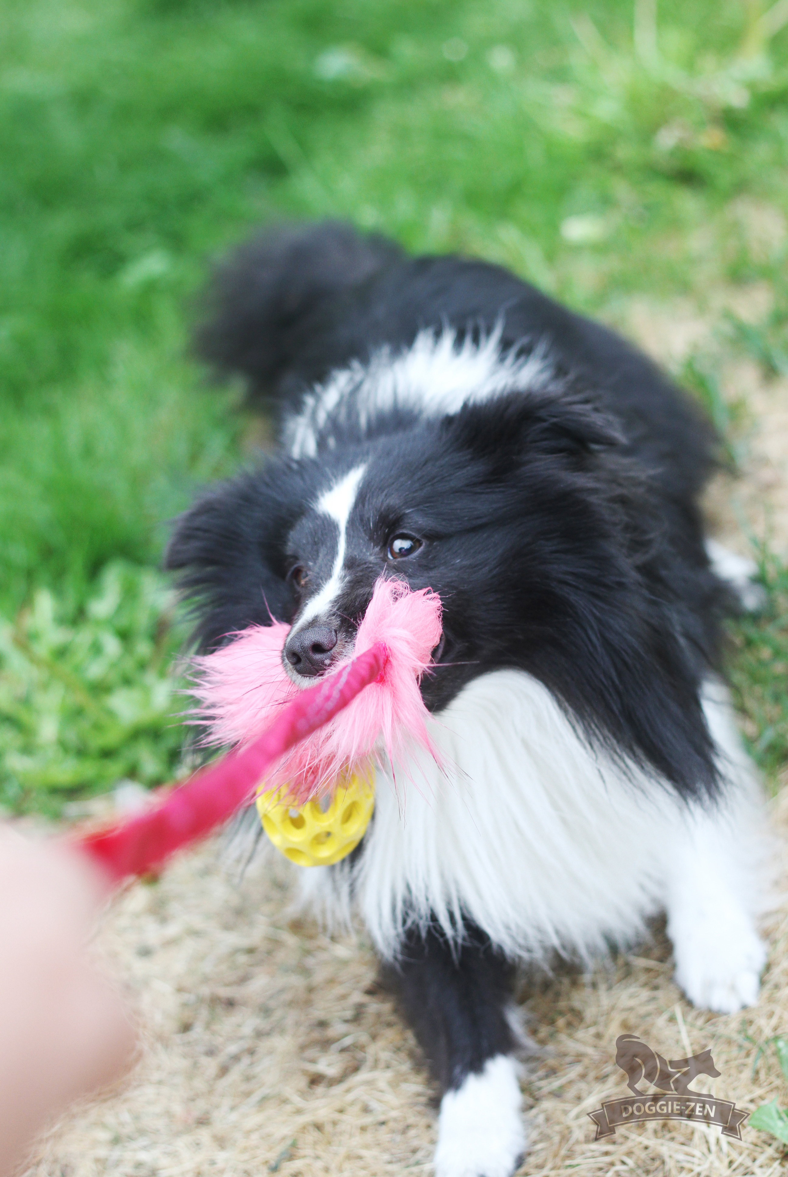 Bungee Fake Fur Tug S with Hol-ee Football - 13