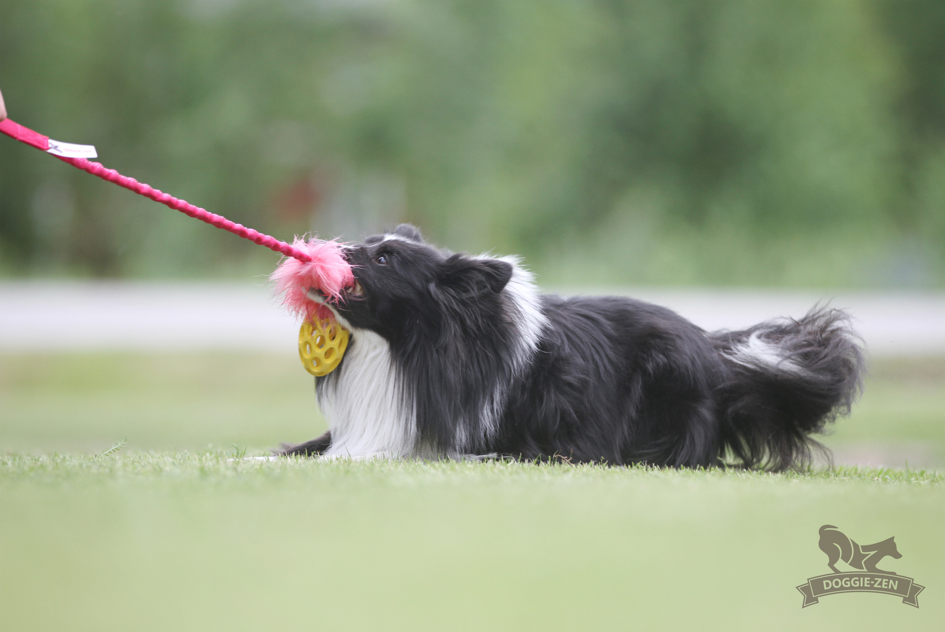 Bungee Fake Fur Tug S with Hol-ee Football - 11