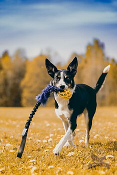 Bungee Fake Fur Tug L with Hol-ee Football