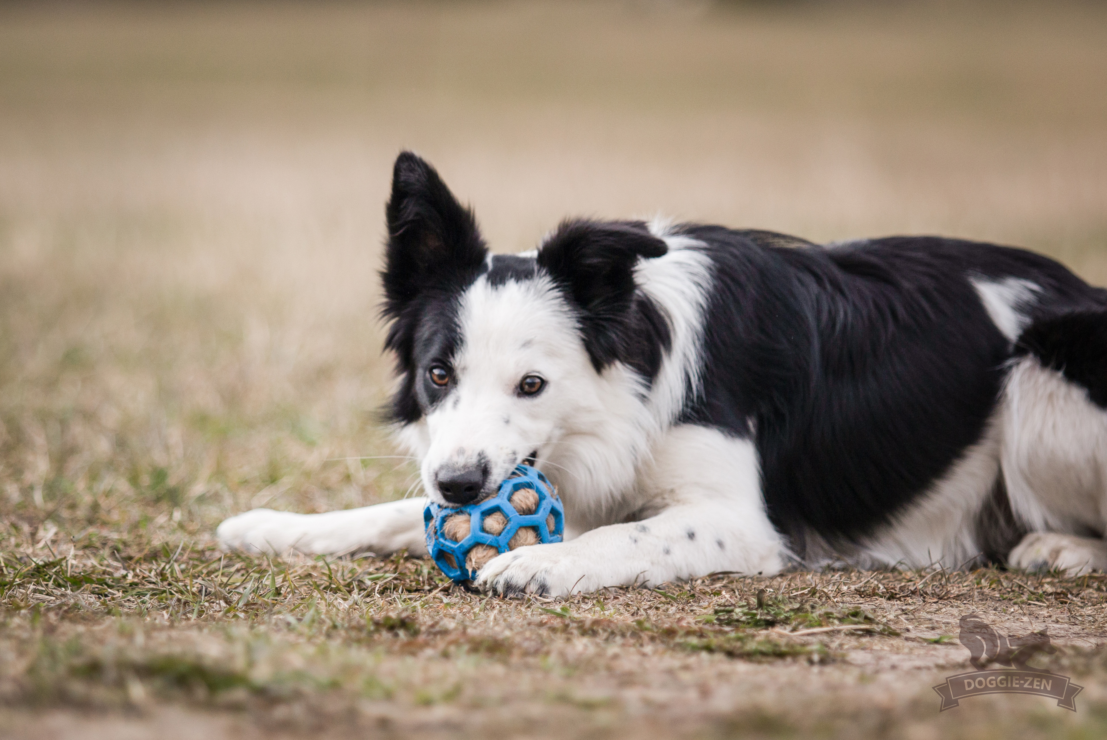 Fox Squeaker to Hol-ee Toys - 5