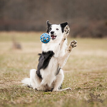 Fox Squeaker to Hol-ee Toys