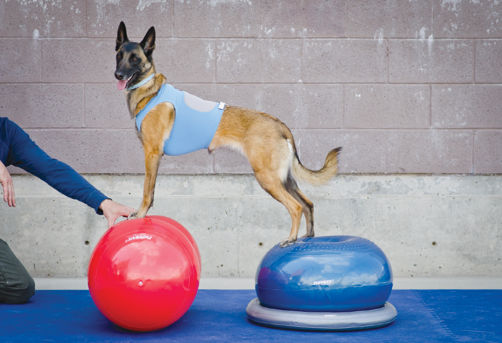 FitPAWS Peanut 70 cm - jordnötsformad balansboll  - 5