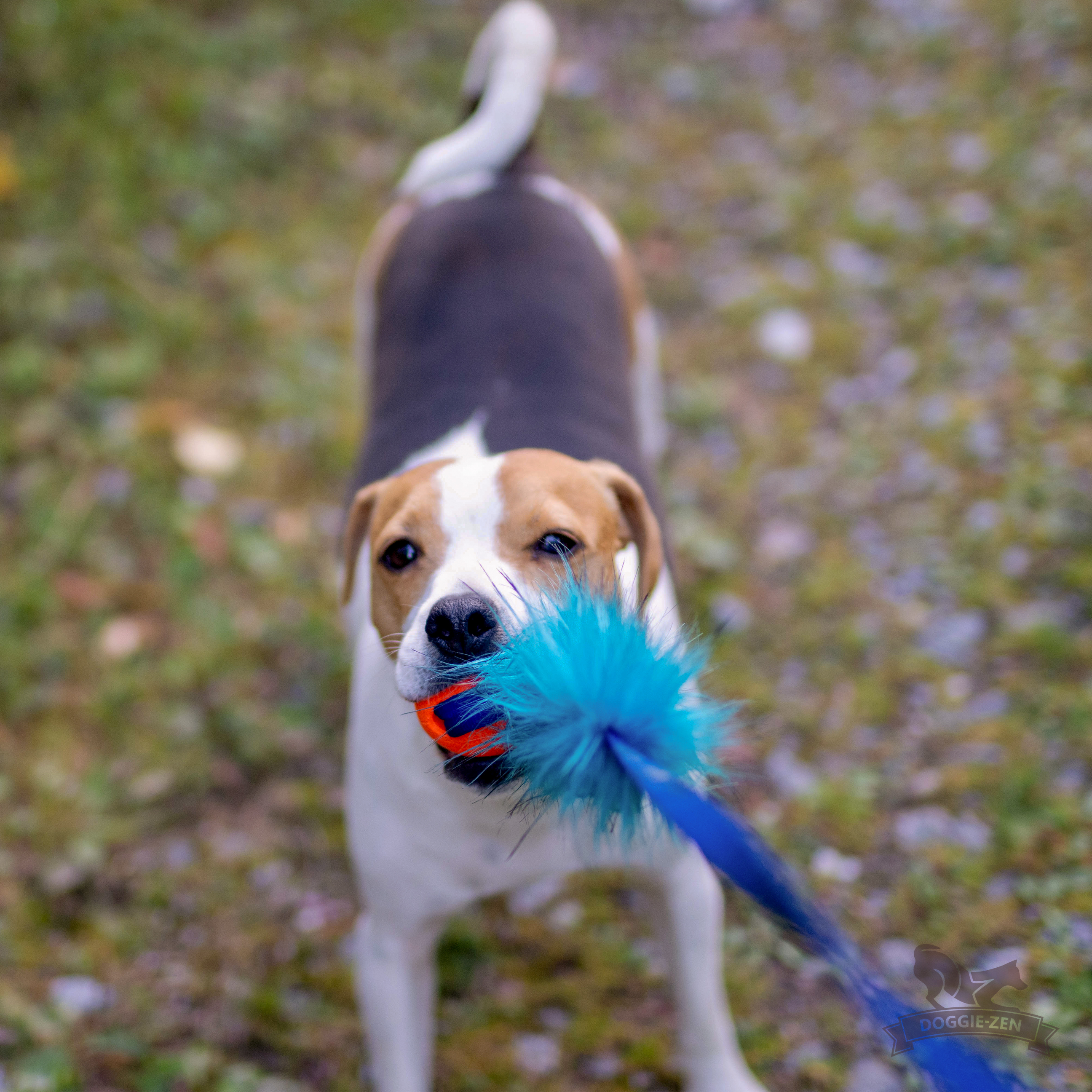 Elastisk fuskpälsjagarkampis S med Chuckit - 6