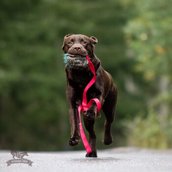 Beaver Crinkle Chaser L