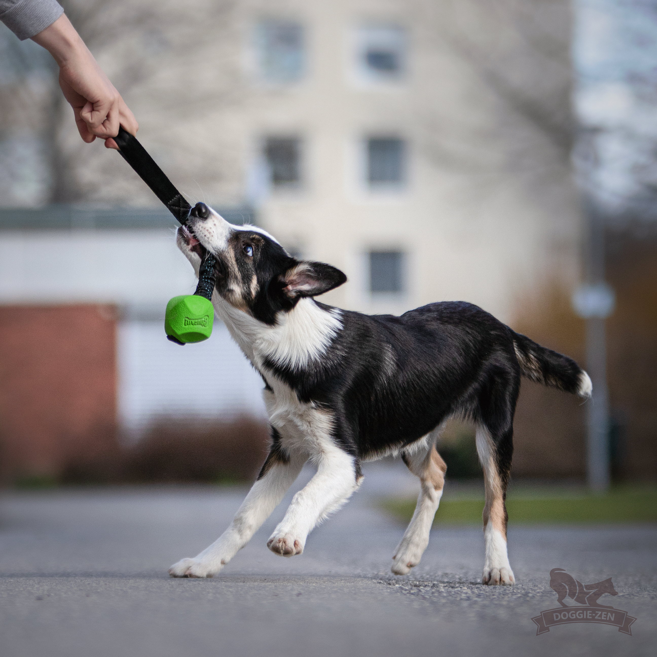 Chuckit erratic clearance ball xl