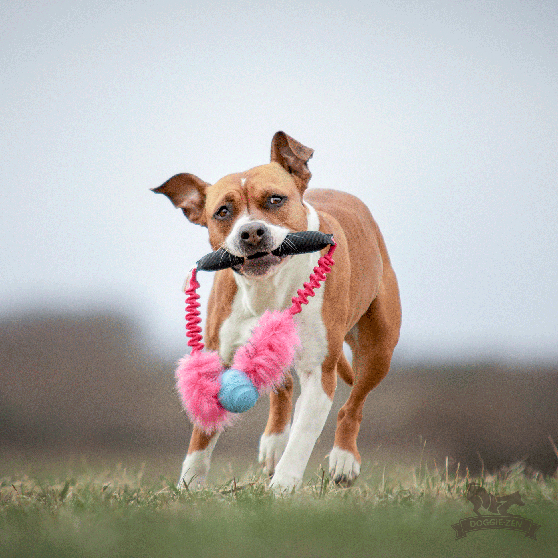Bungee Fake Fur Tube Ring with Chuckit - 2