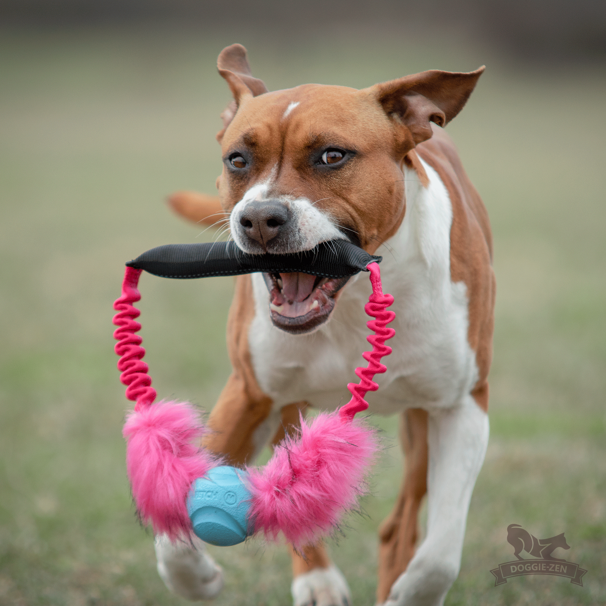 Bungee Fake Fur Tube Ring with Chuckit - 5