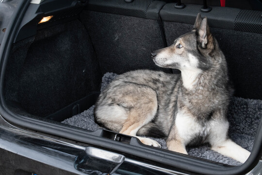 Doggy clearance dry doormat