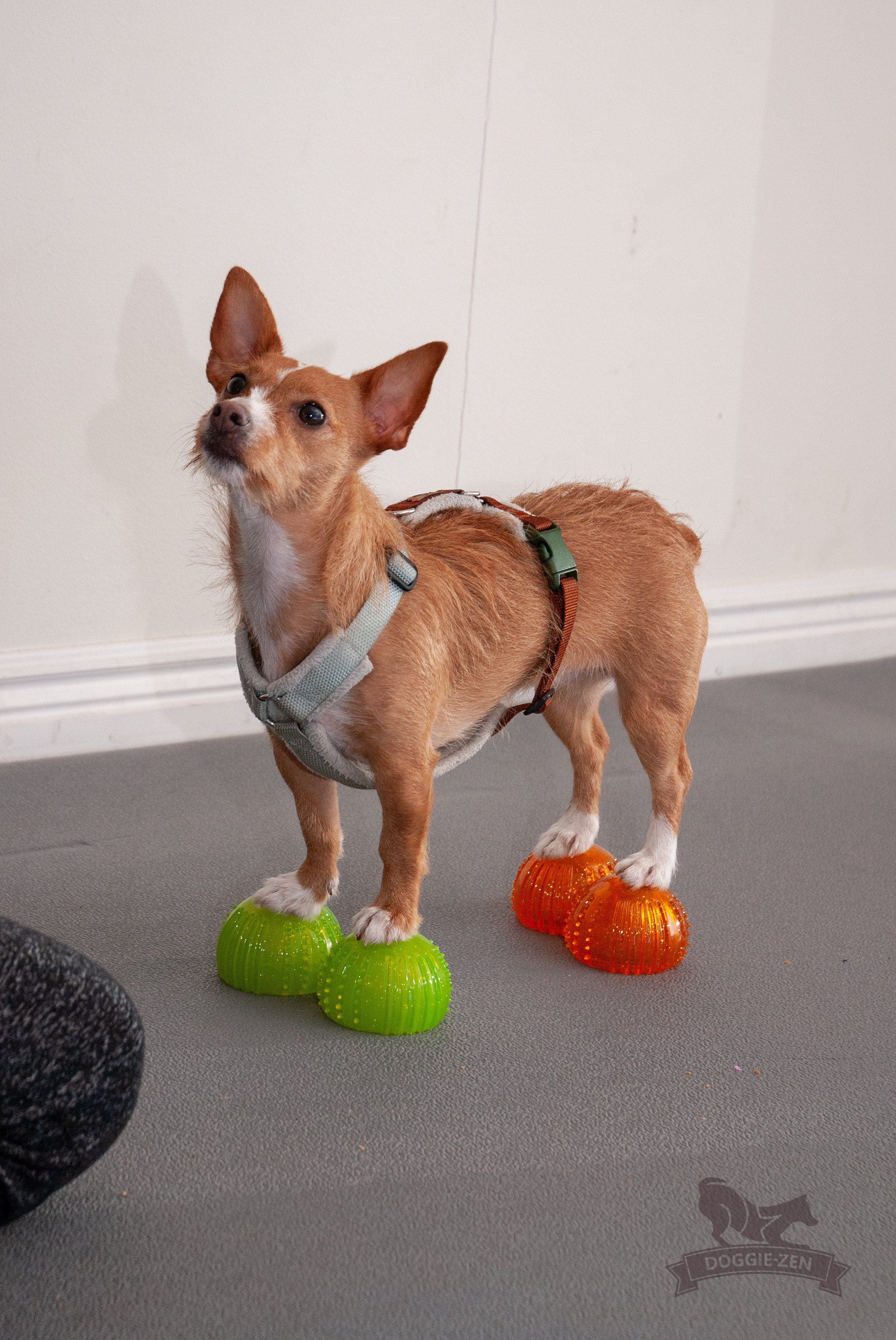 Dog Comets with Treat Locker x 4