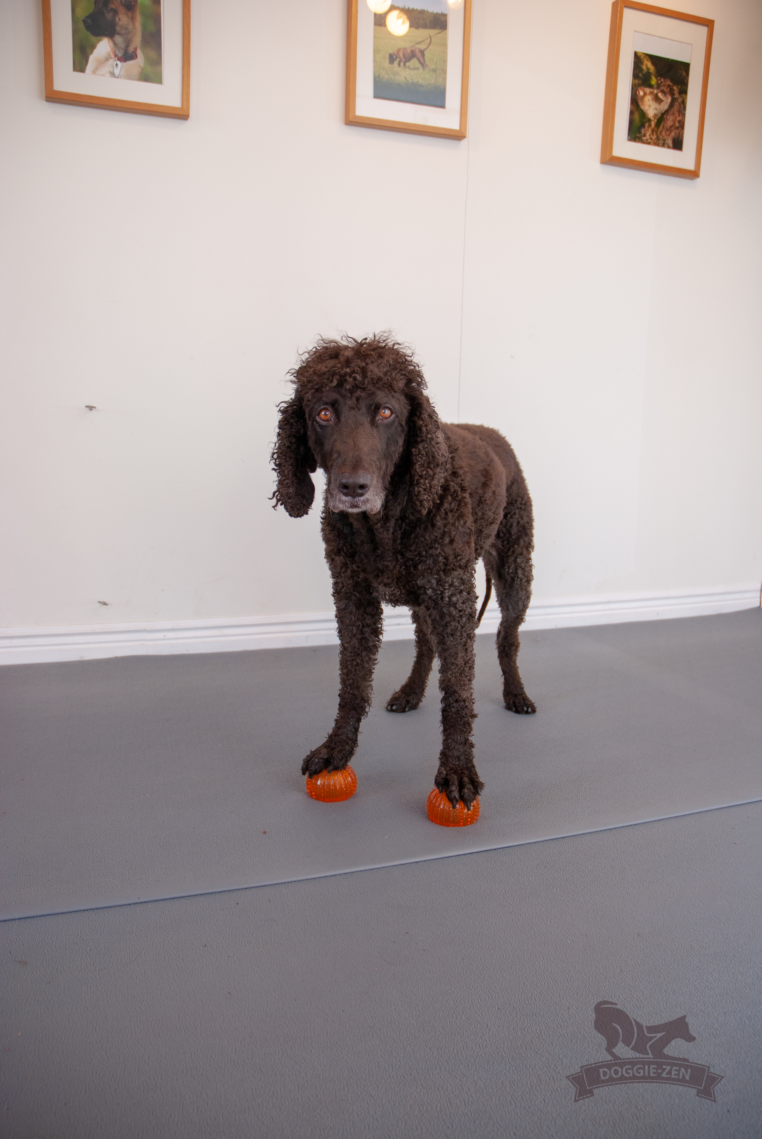 Dog Comets with Treat Locker x 4 - 10