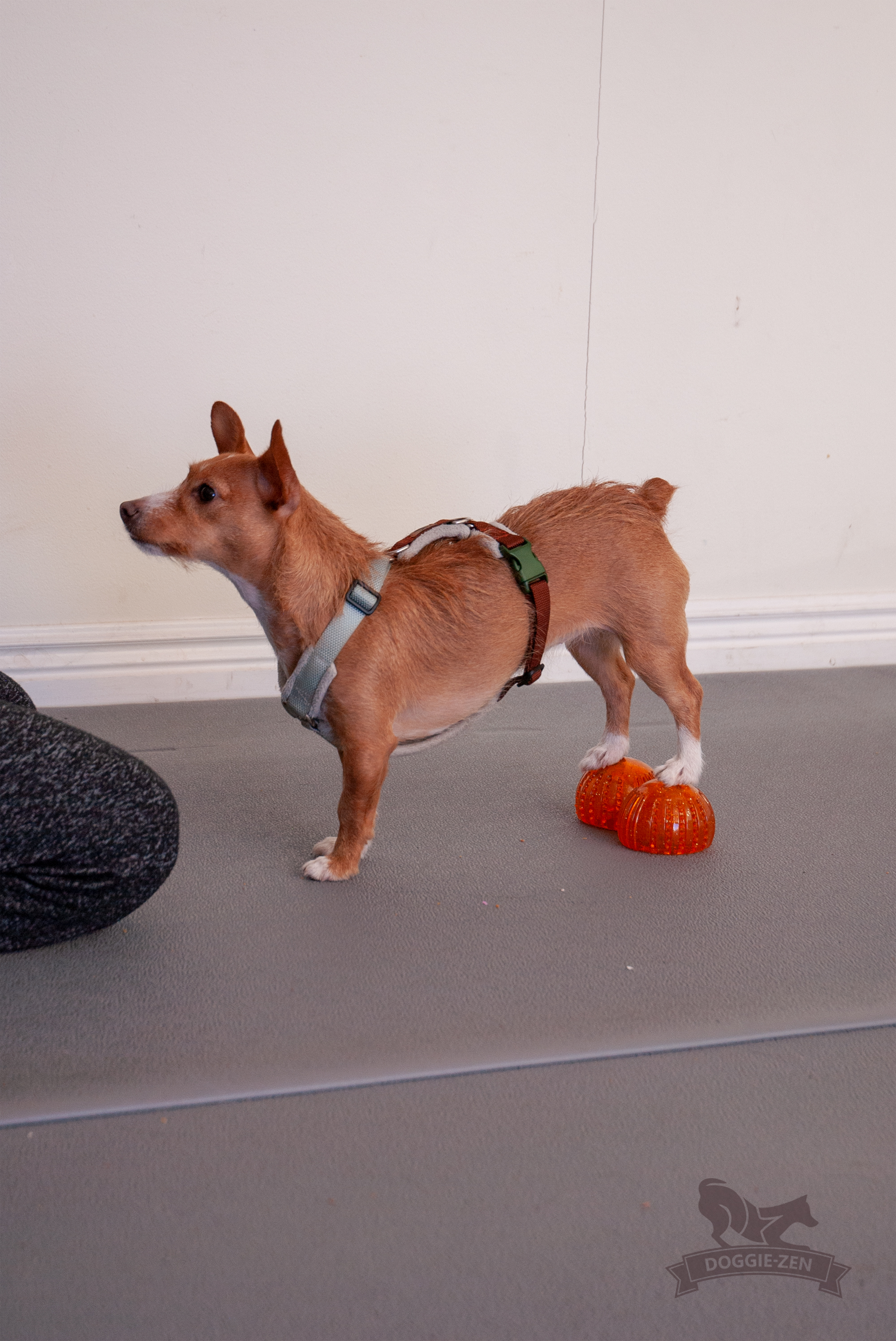 Dog Comets with Treat Locker x 4 - 6