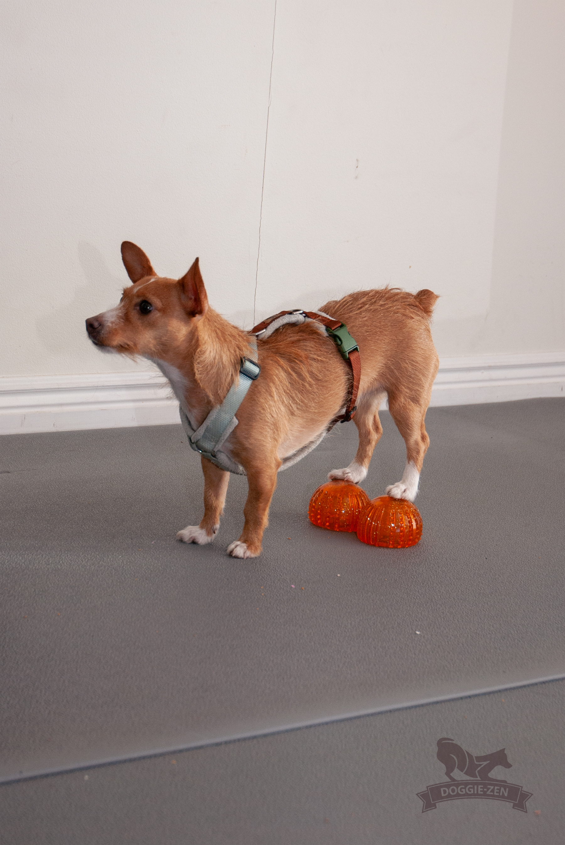 Dog Comets with Treat Locker x 4 - 5