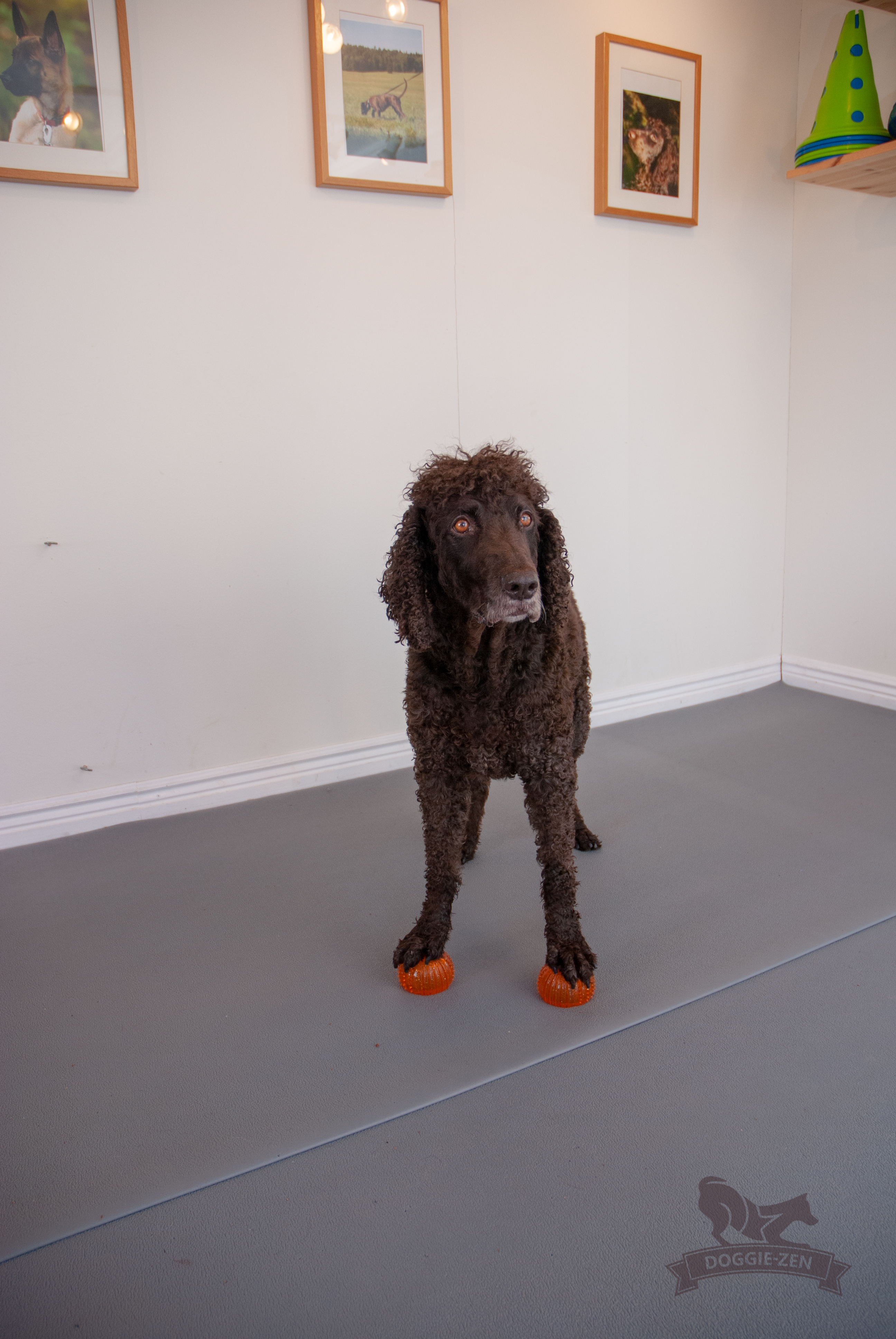 Dog Comets with Treat Locker x 4 - 9