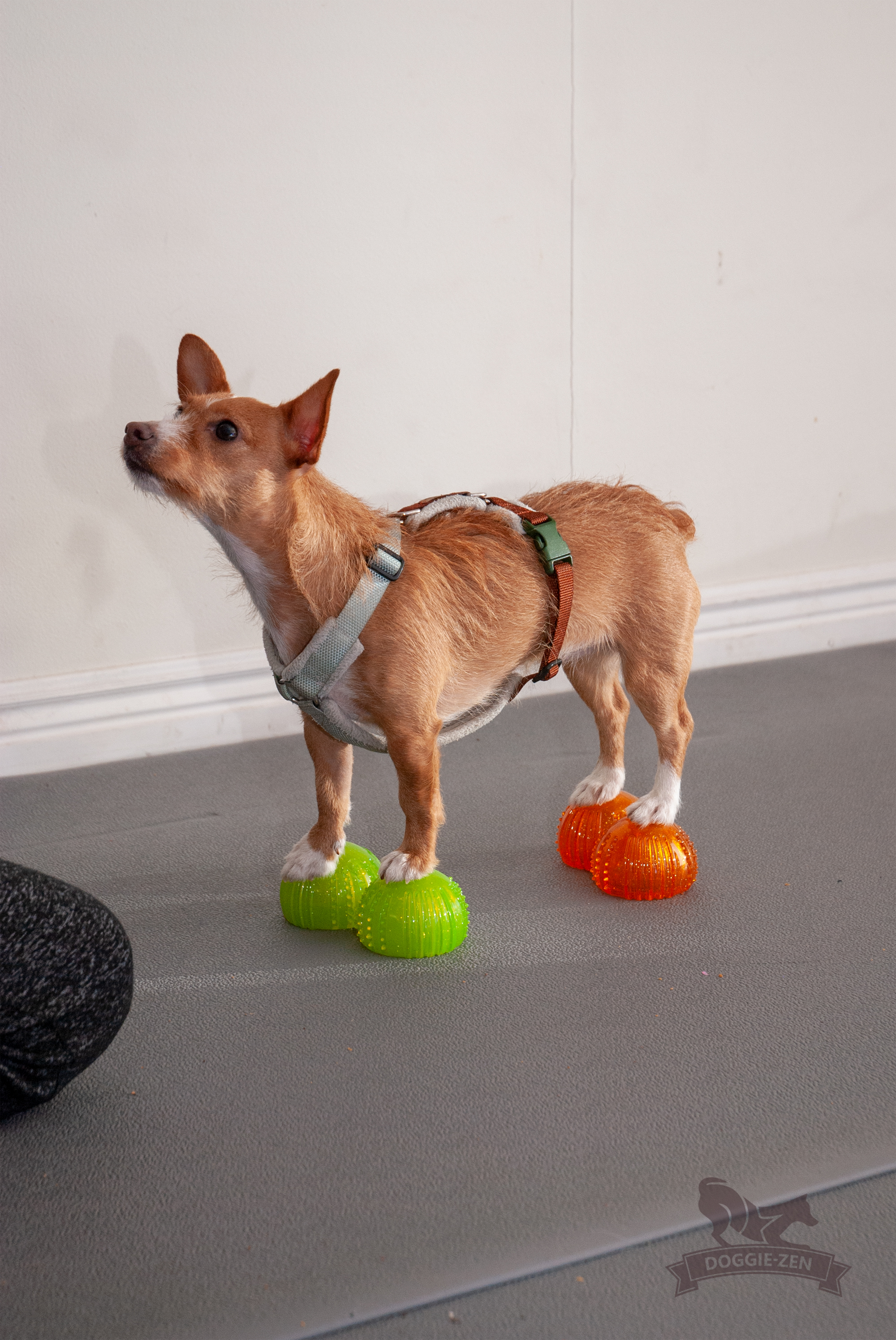 Dog Comets with Treat Locker x 4 - 4