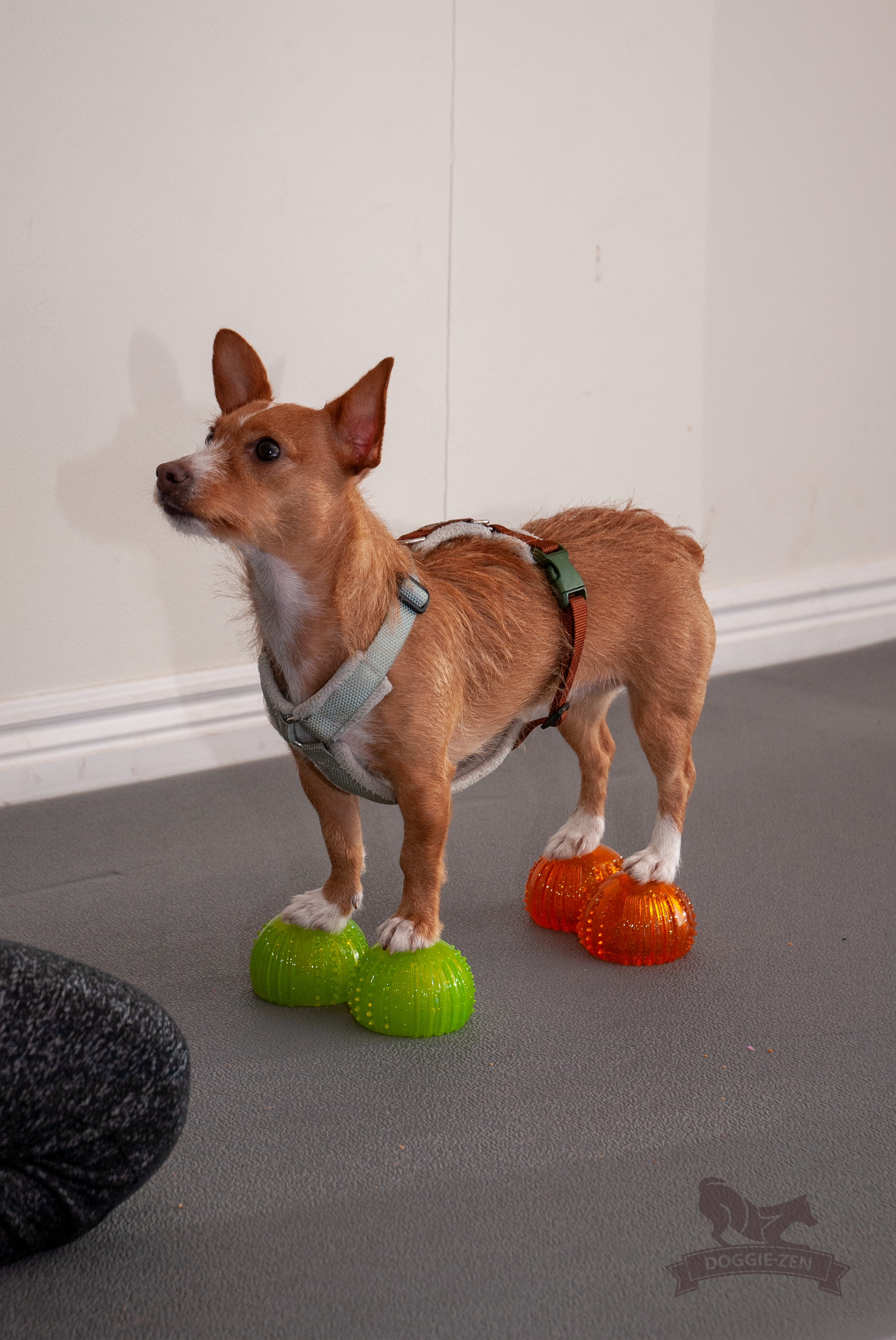 Dog Comets with Treat Locker x 4 - 3