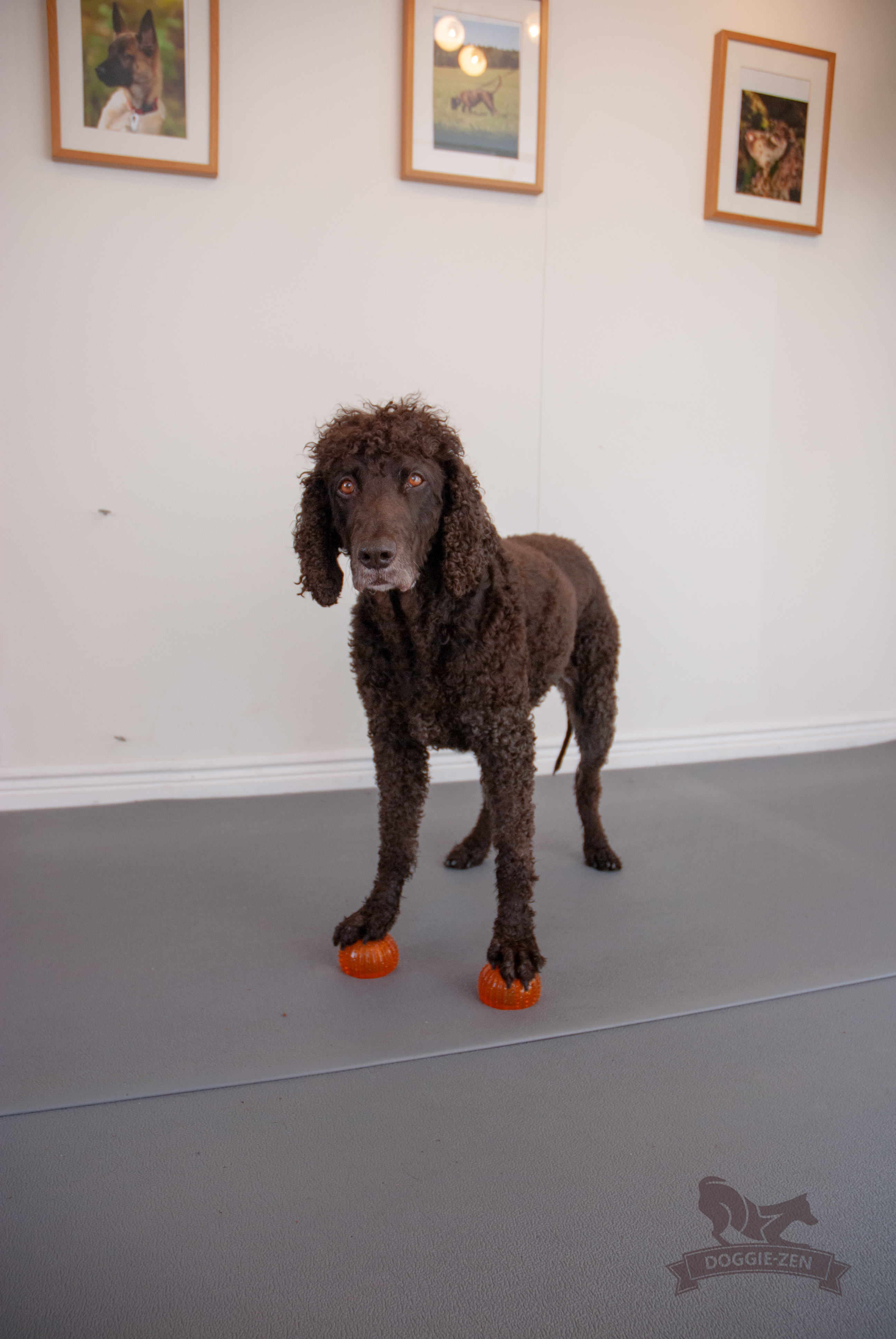 Dog Comets with Treat Locker x 4 - 11