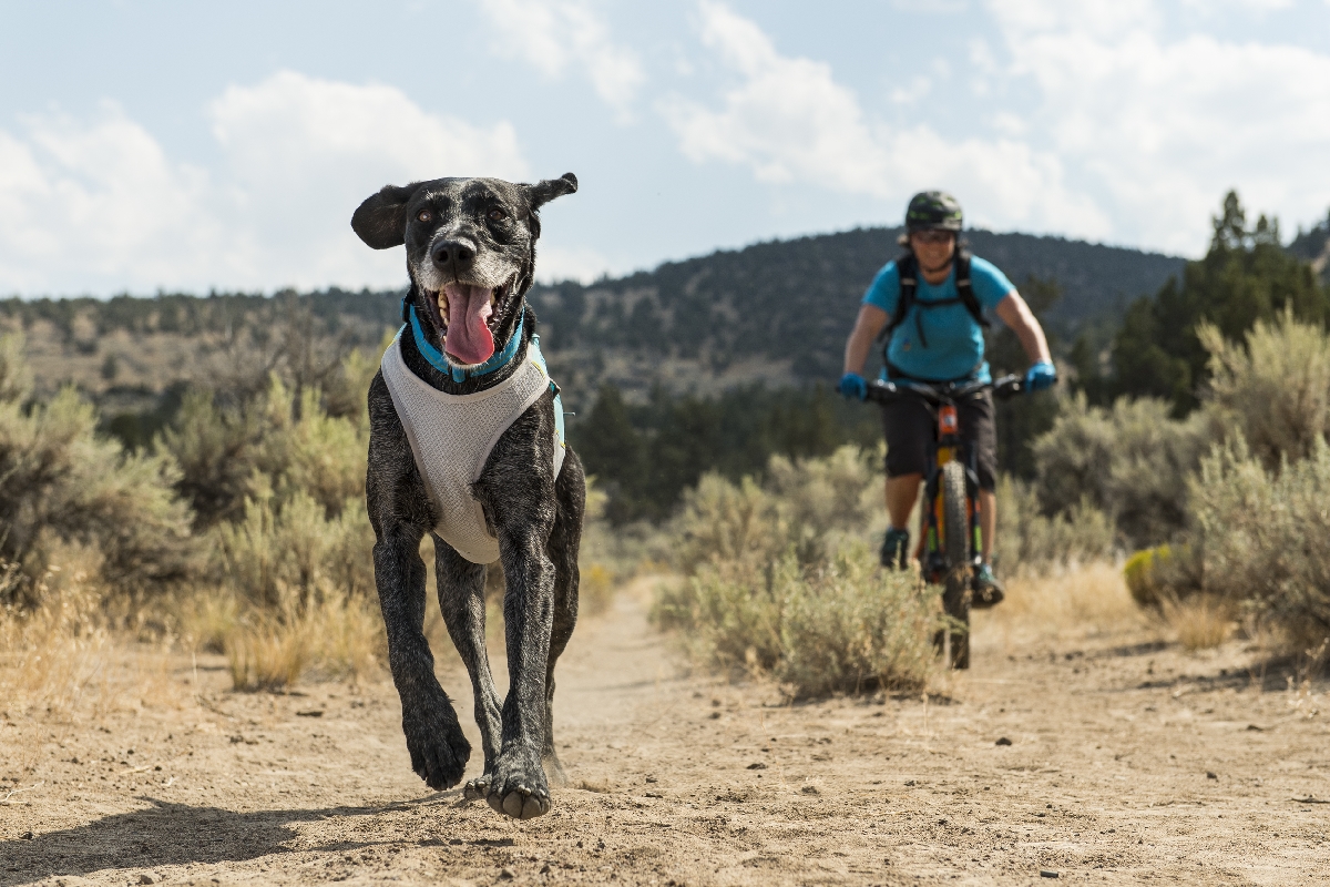 Ruffwear Jet Stream hundkylväst - 6