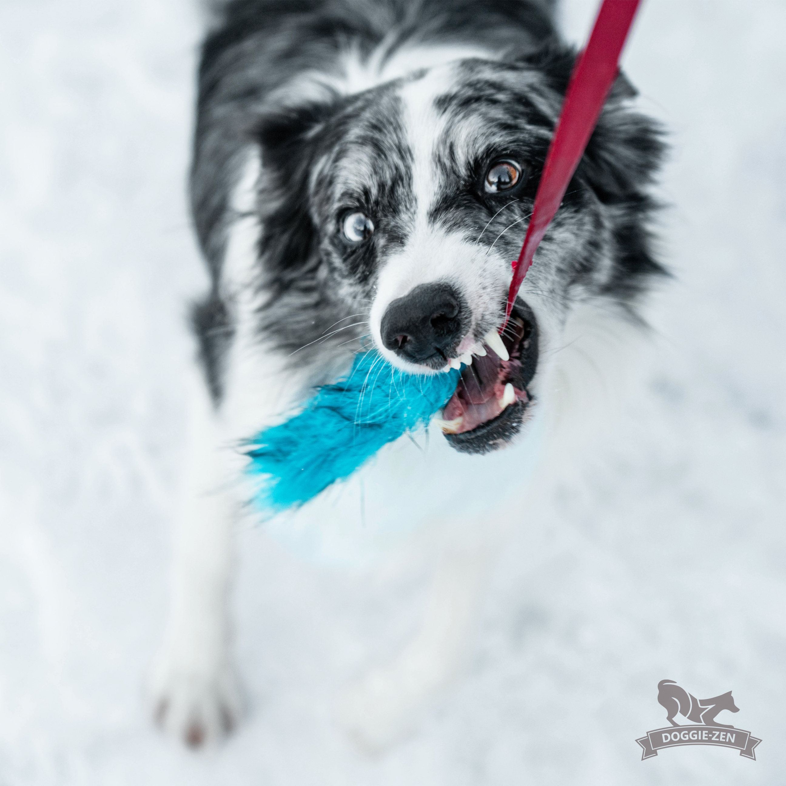 Bungee Fake Fur Chaser Tug S - 10