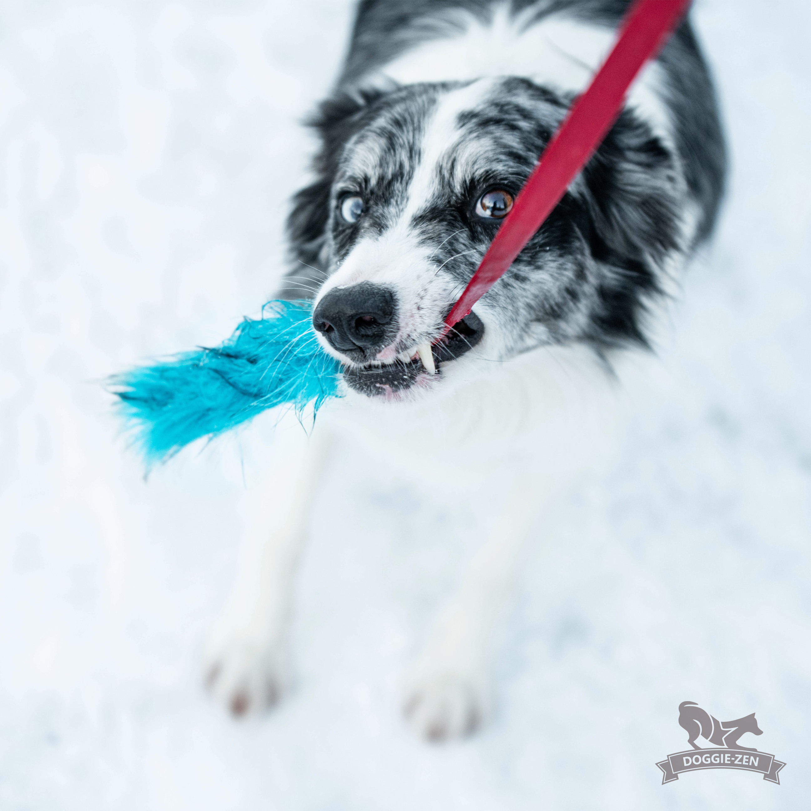 Bungee Fake Fur Chaser Tug S - 5